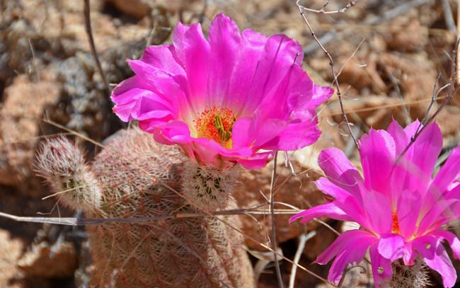 Rainbow Hedgehog Cactus has rather large showy flowers ranging in color from rose-pink to lavender or magenta. Echinocereus rigidissimus 
